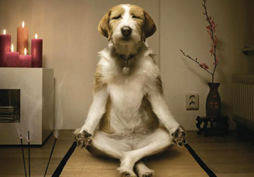 Mindfulness dog doing yoga