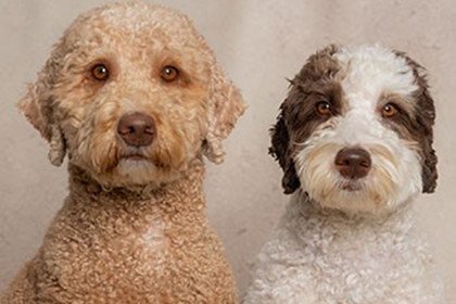 Pet Therapy Linus and Murphi