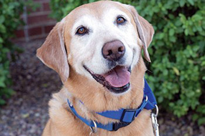 Pet Therapist Mattie